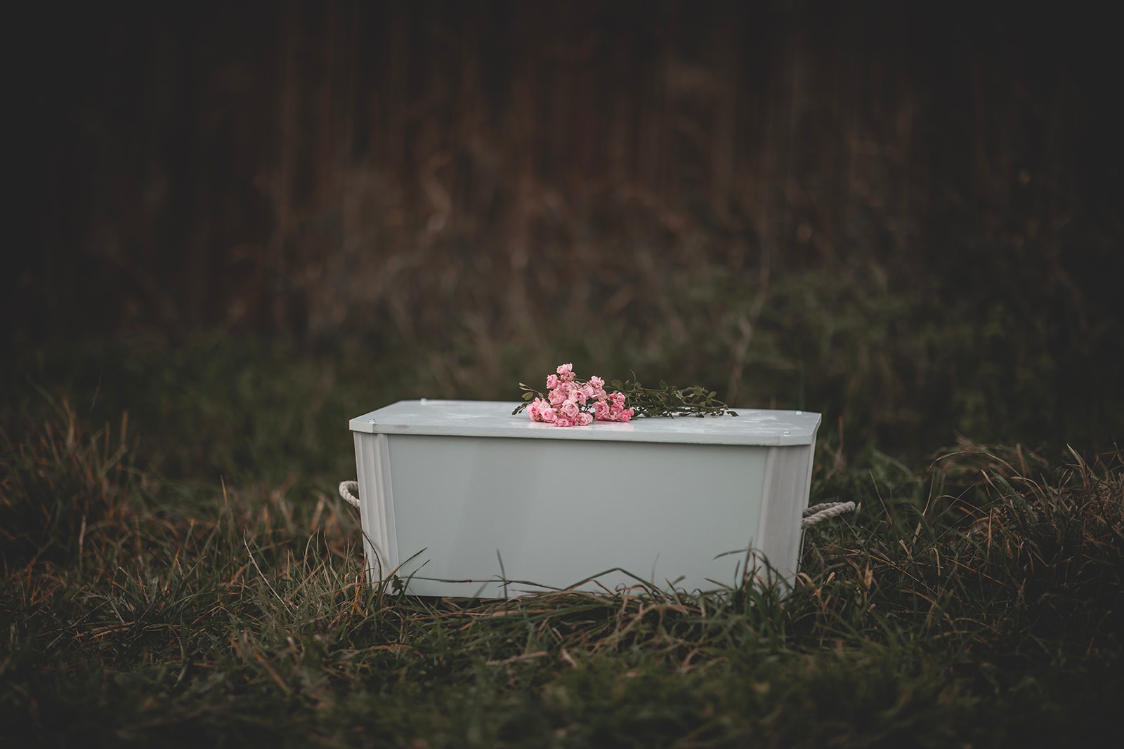 Minventa – produktfoto av kista/urna för djur,