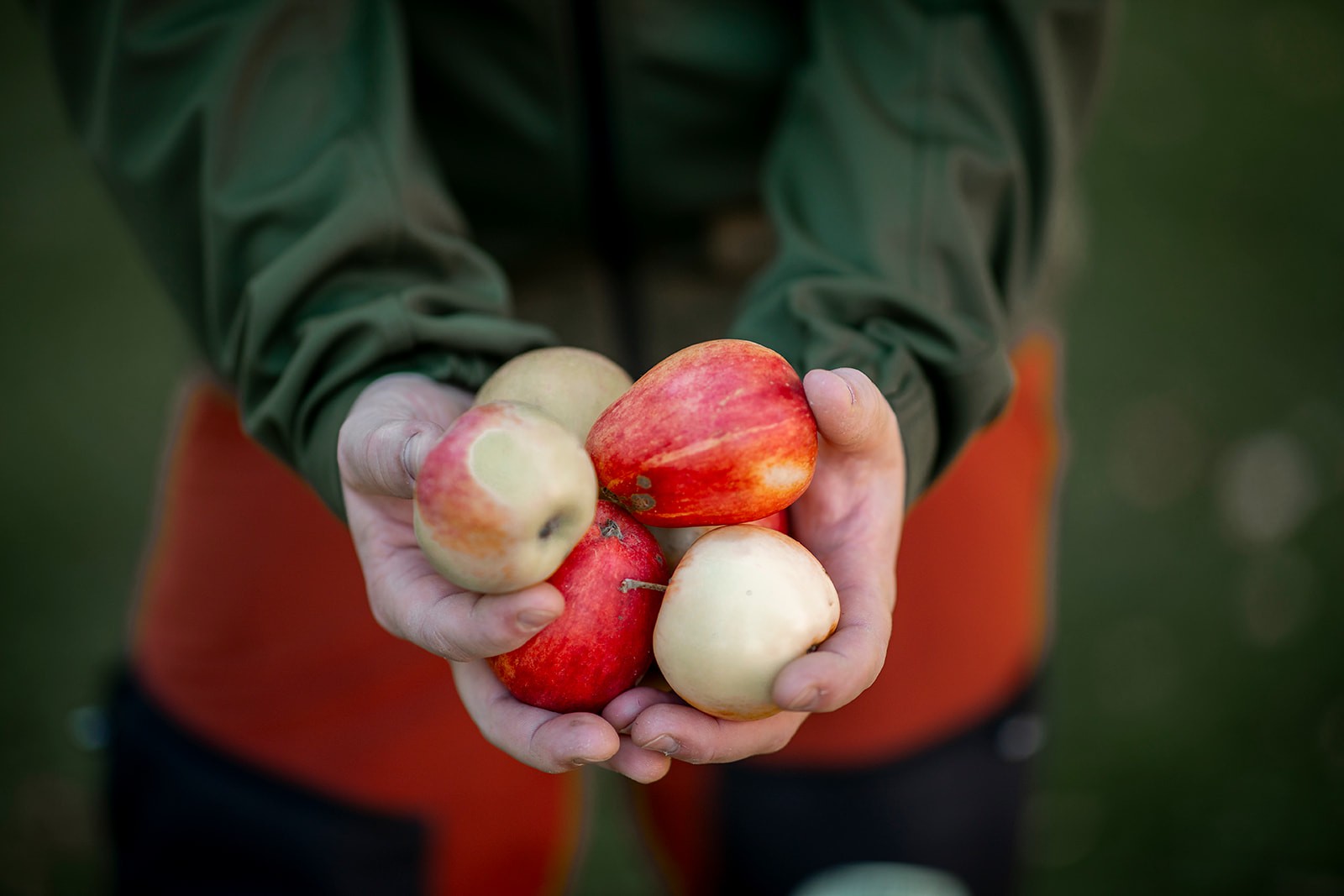 Slutarps mobila musteri – händer som håller nyskördade äpplen