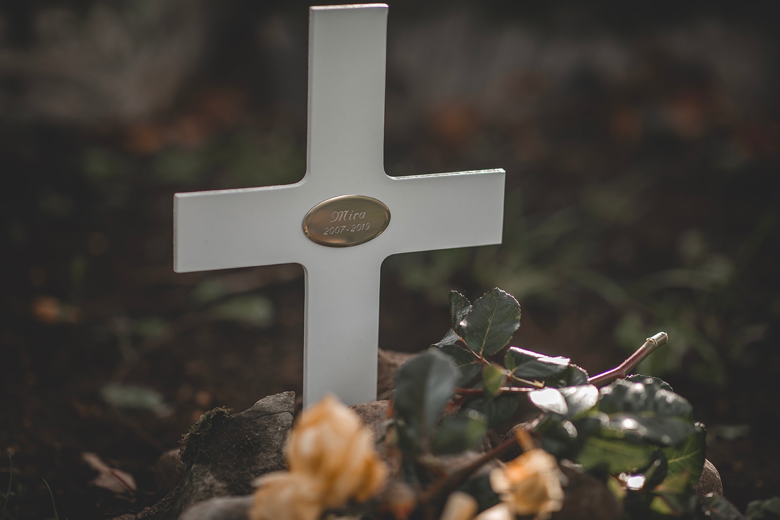 Minventa – produktfoto av kista/urna för djur,